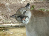 Puma (<i>Puma concolor</i>) a.k.a Cougar