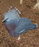 Victoria Crowned Pigeon