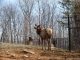 American Elk (female)