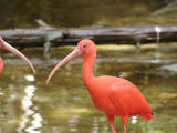 Scarlet Ibis