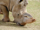 Southern white rhino (<I>Ceratotherium simum simum<I>)