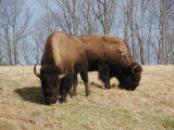 North American bison (<i>Bison bison</i>)