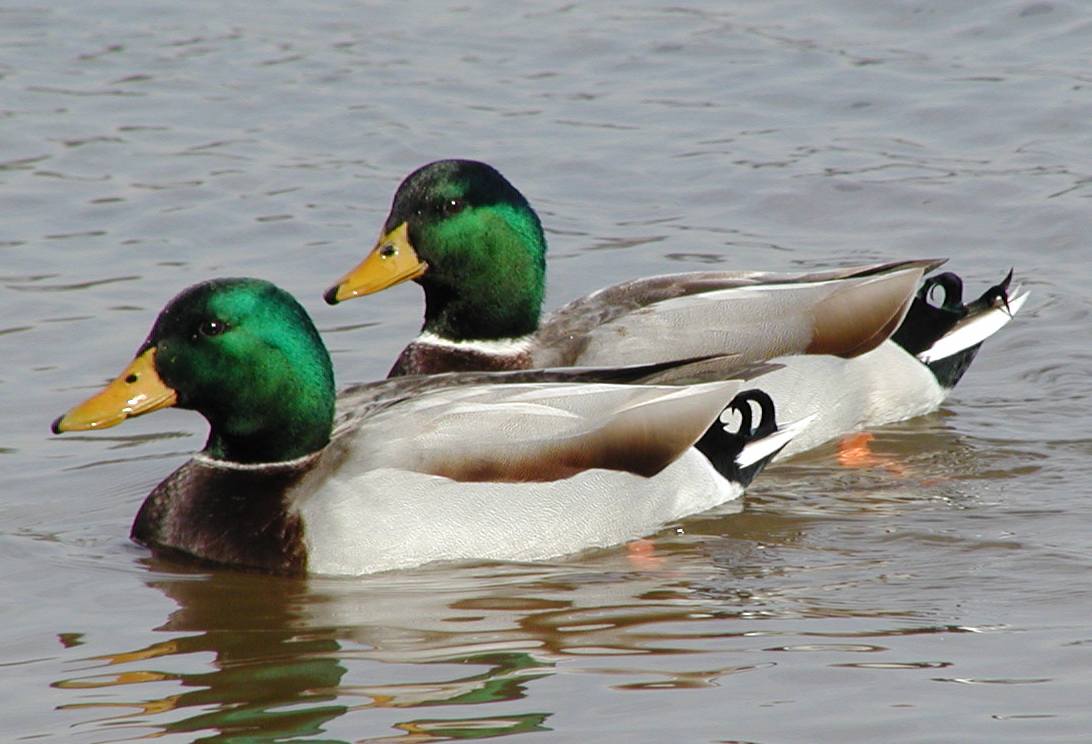 Ditto dux (cropped)