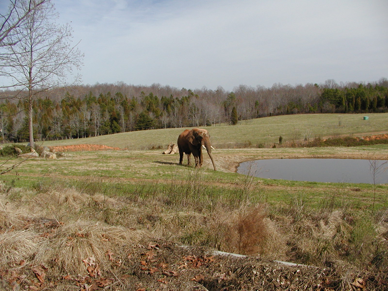 African elephant (<i>Loxodonta africana</i>)