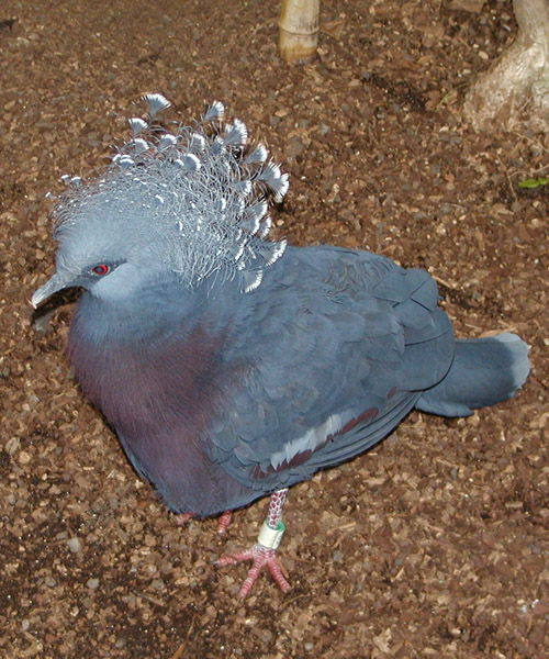 Victoria Crowned Pigeon