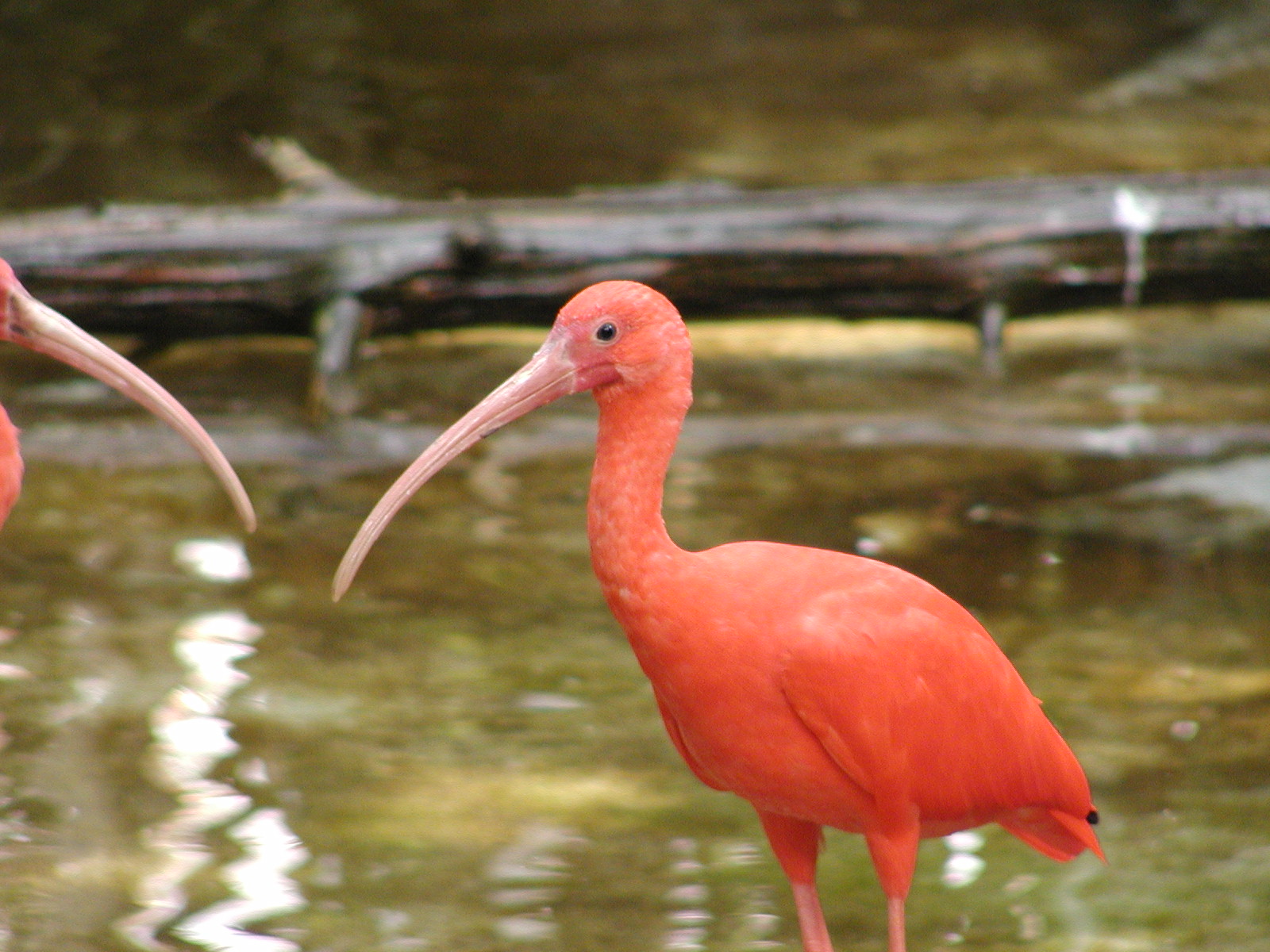 Scarlet Ibis