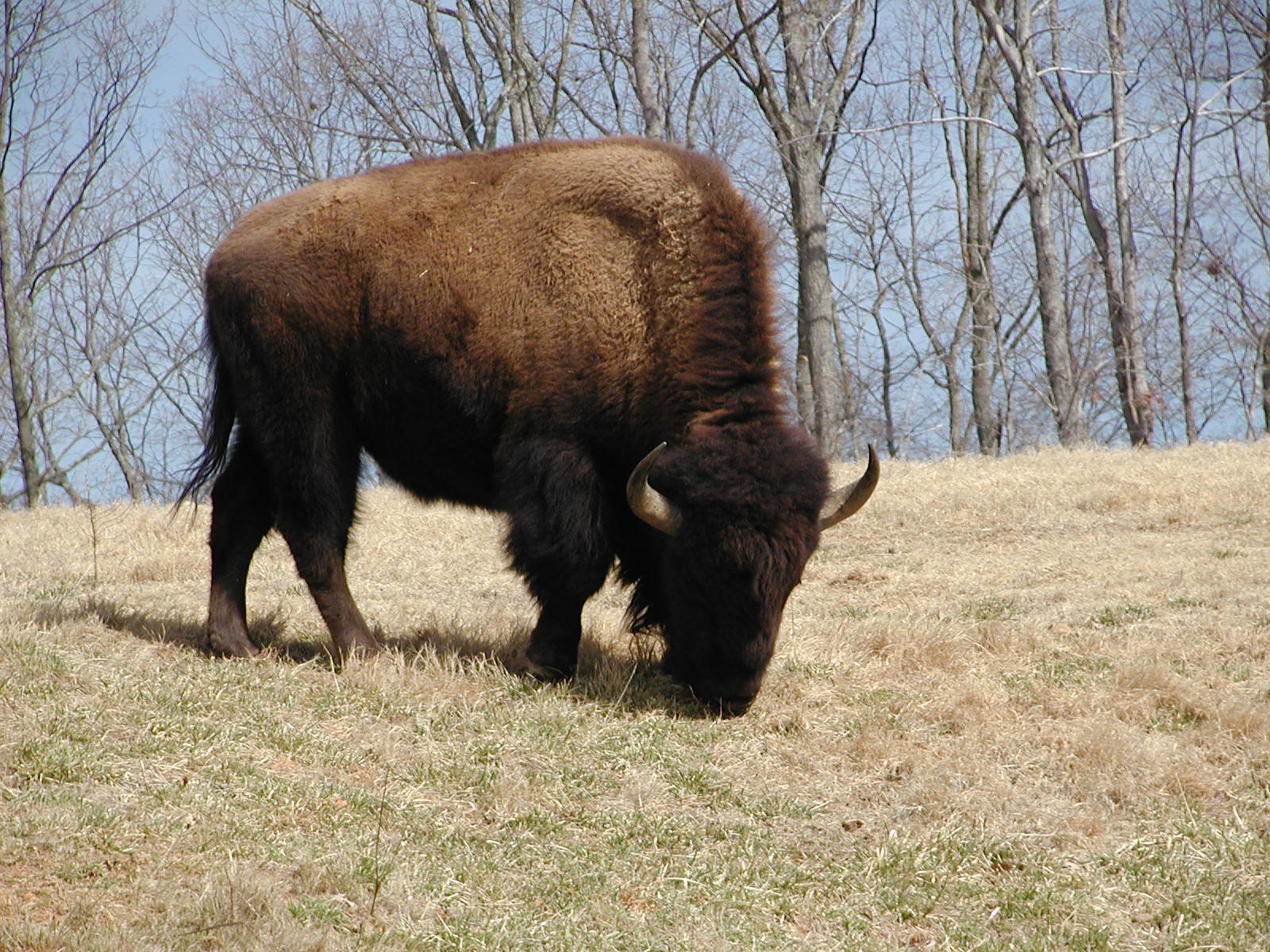 North American bison (<i>Bison bison</i>)