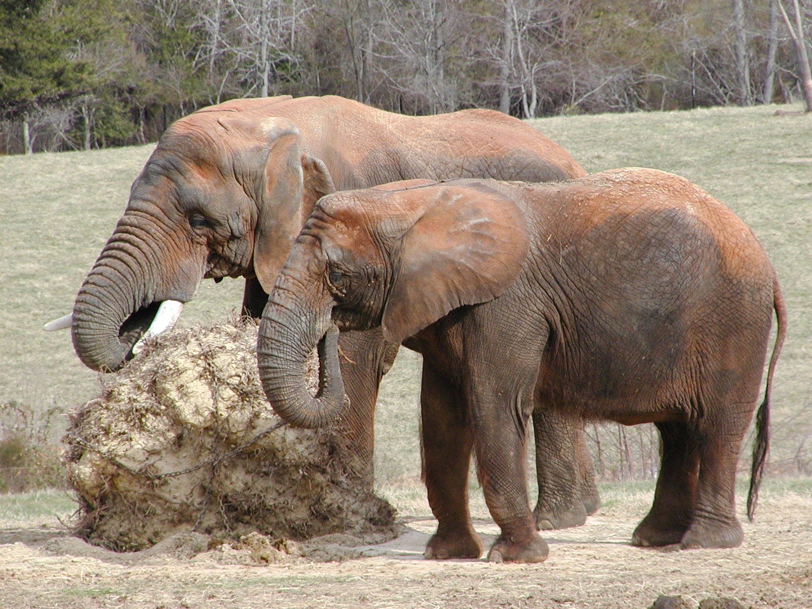 African elephant (<i>Loxodonta africana</i>)