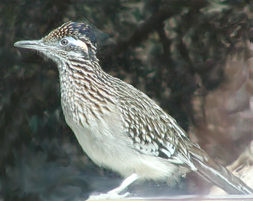 Roadrunner