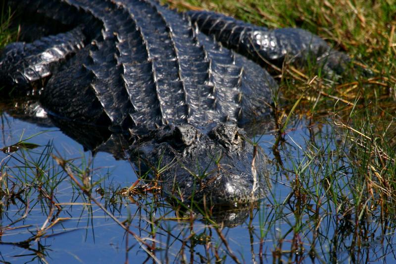 Large Alligator