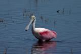 Roseate Spoonbill