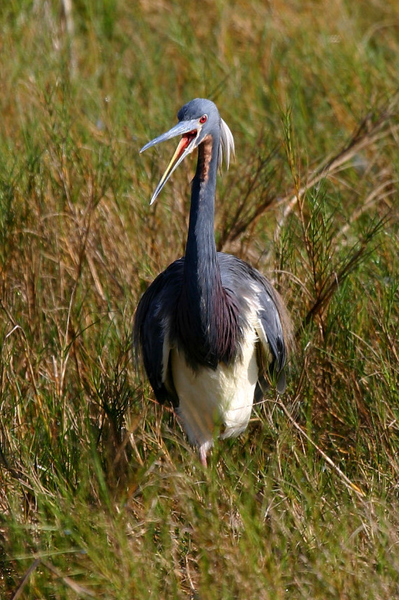 Tricolor (breeding plumage)