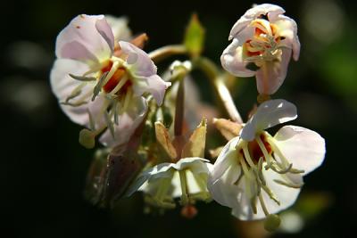 Brown-eyed primrose 
