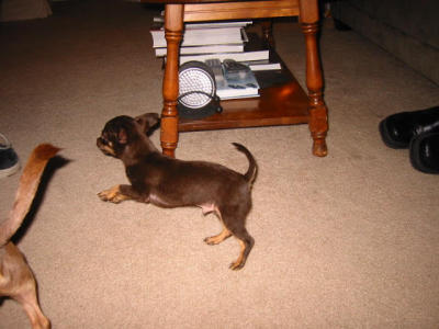 playing with lyle