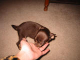 finger food
