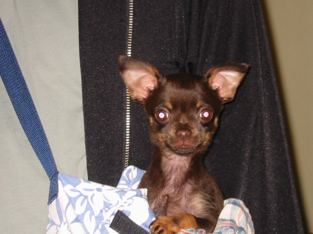 simon in his travel bag