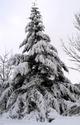Douglas Fir in the Snow
