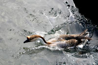 Splashy Goose