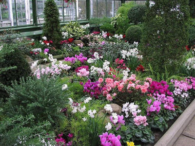 Greenhouse flowers