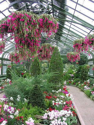 Greenhouse - hanging baskets of Christmas cactus