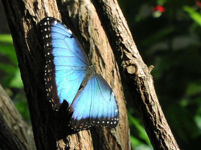 Tropical butterfly