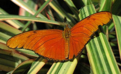 Tropical butterfly