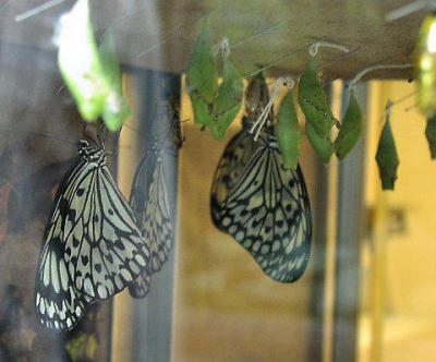 Hatching case, with emerging butterflies