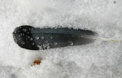 March 22: Feather in snow