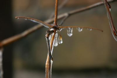 March 23: The ice crucifix