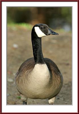 Stuffed goose?