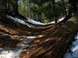 Snowy Trail