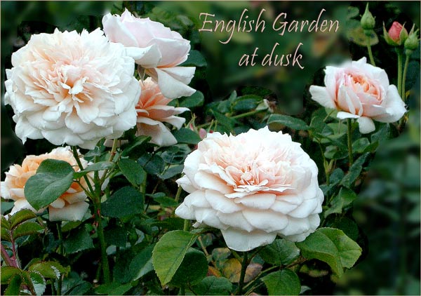 English Garden