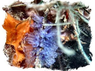 bluebell tunicates 4.jpg