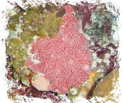 patterned red coral.jpg