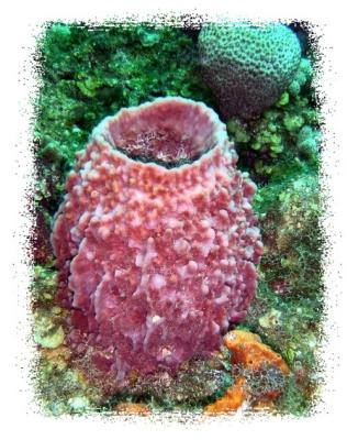 red barrel sponge.jpg