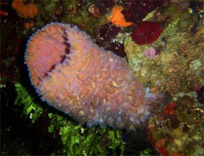 Lighthouse Reef Dive 2 (19).jpg