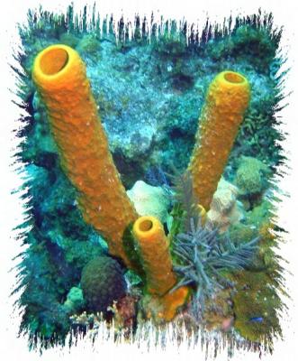 Orange Tube Sponge 1.jpg