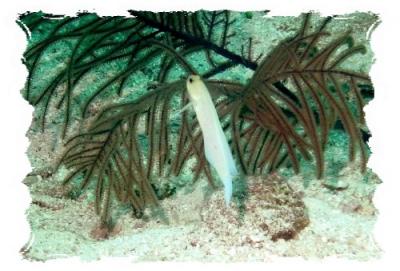 yellow headed jawfish (6).jpg