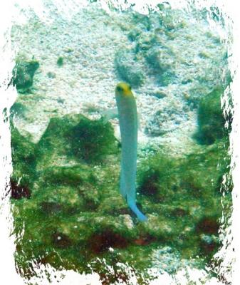 yellow headed jawfish (9).jpg