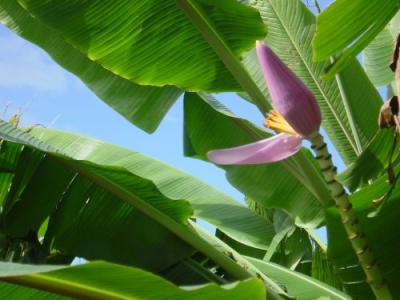Banana Flower.JPG