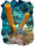 orange tubesponge 2.jpg