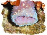 Lavender Vase Sponge.jpg