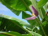 Banana Flower.JPG