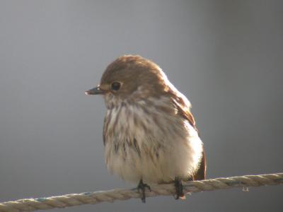 Gray-spotted Flycatcher