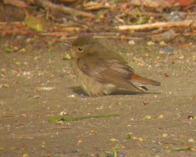 Narcissus Flycatcher