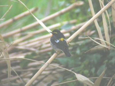 Narcissus Flycatcher