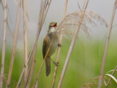Oriental Reed-Warbler