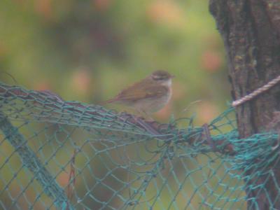 Pale-legged Leaf Warbler