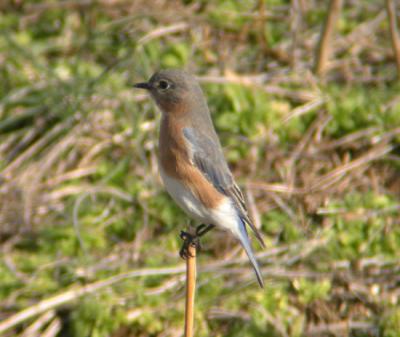 Eastern Bluebird