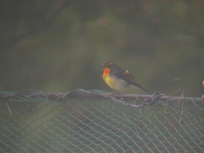 Narcissus Flycatcher